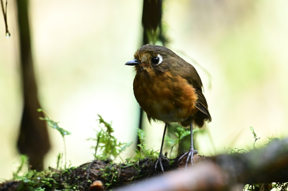 Leymebamba Antpitta - ML627076644