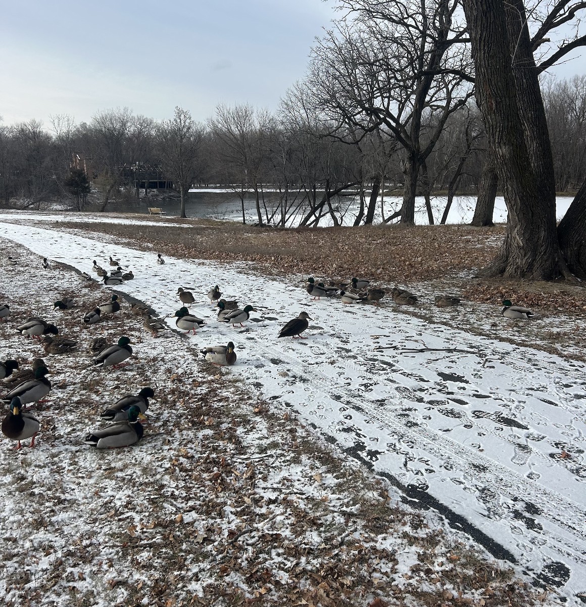 ברווז שחור אמריקני - ML627076710