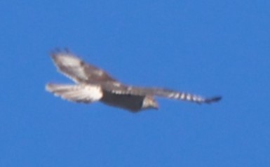 Ferruginous Hawk - ML627076775