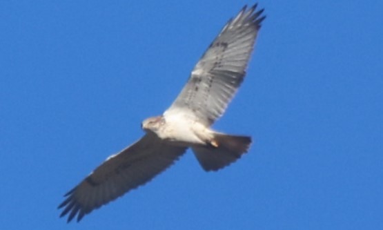 Ferruginous Hawk - ML627076779