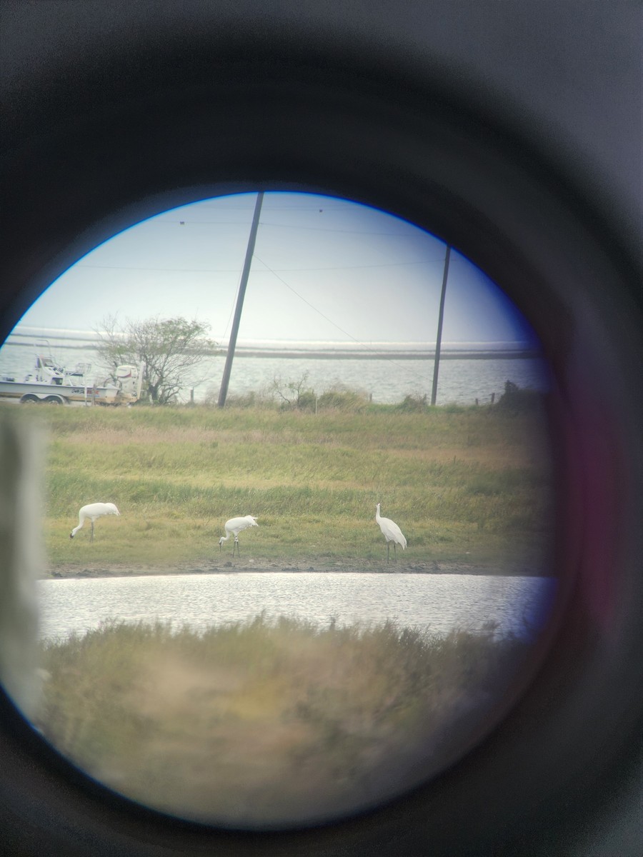 Whooping Crane - ML627076917