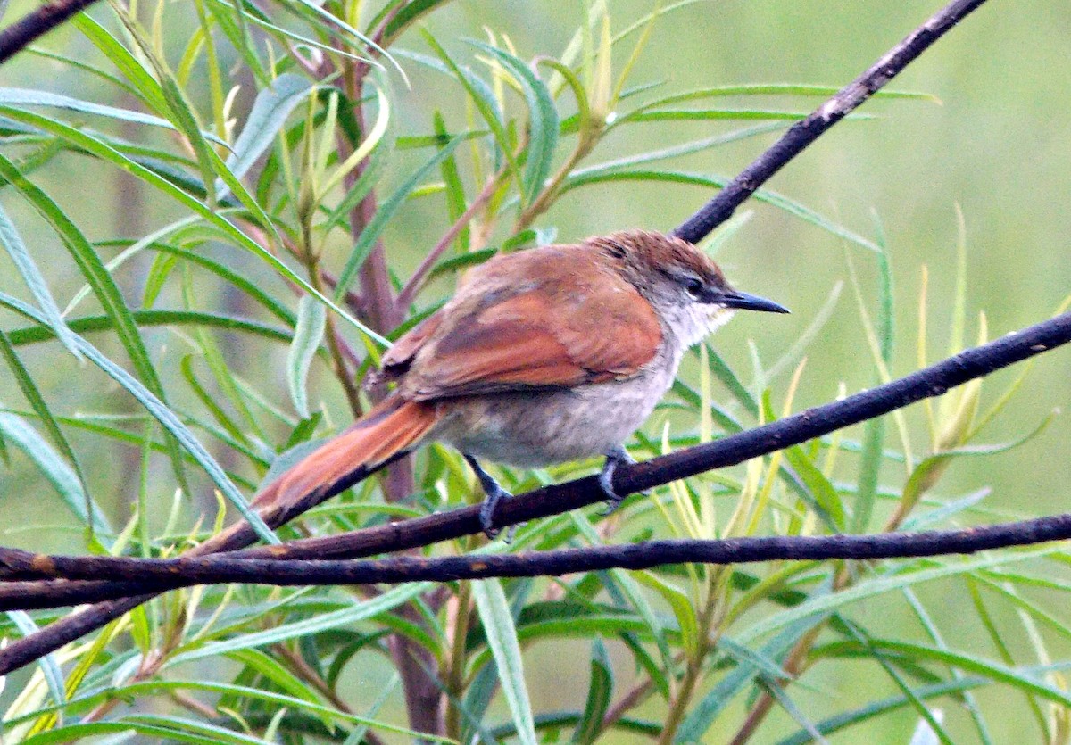 Yellow-chinned Spinetail - ML627077038