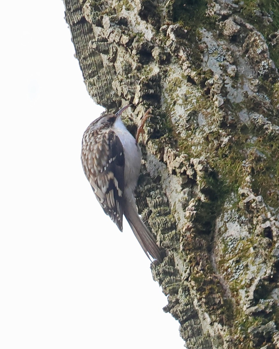 Brown Creeper - ML627077056