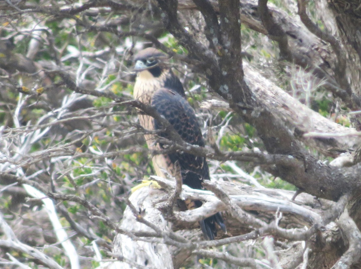 Peregrine Falcon (Australian) - ML627077169