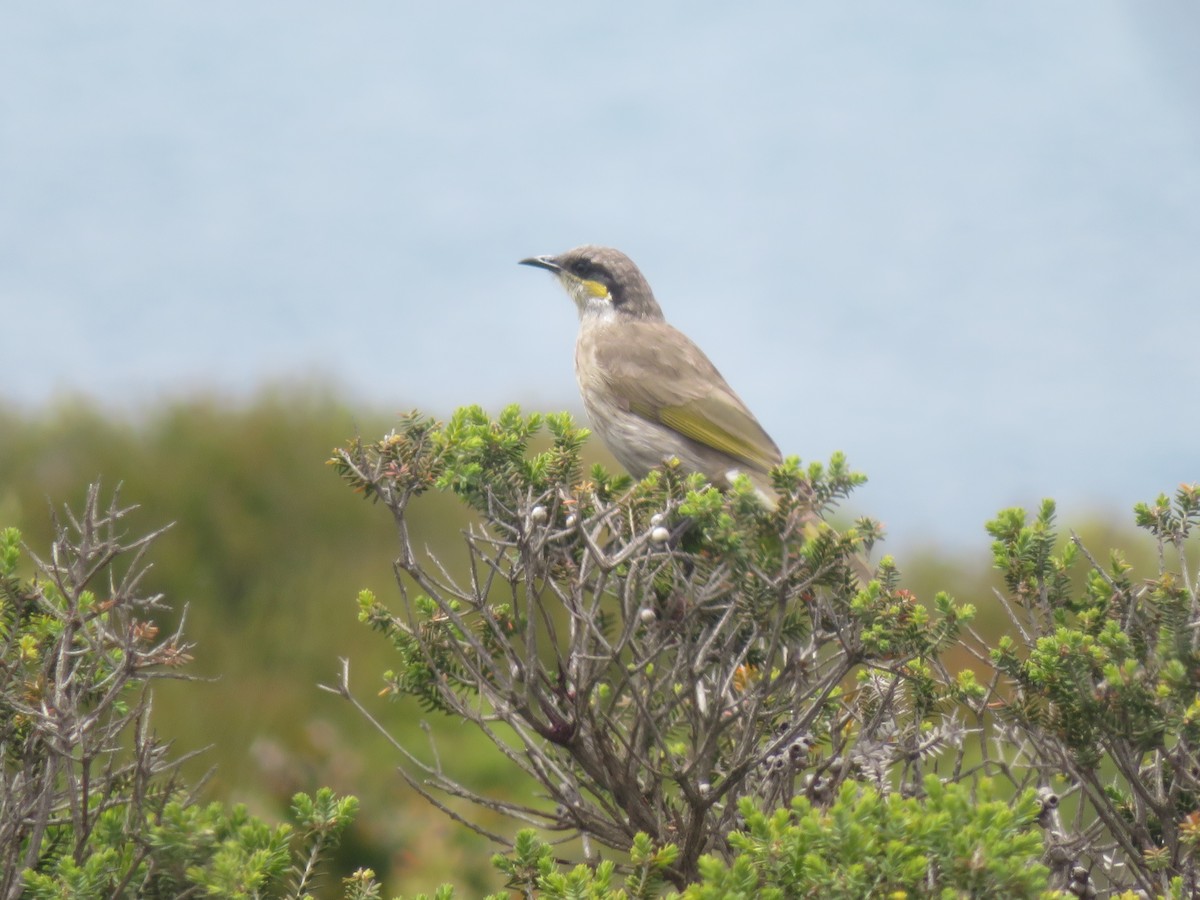 Singing Honeyeater - ML627077185