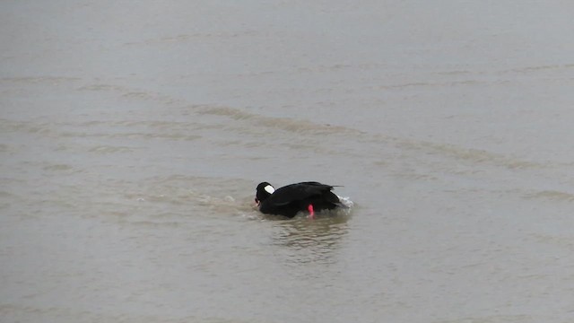 Surf Scoter - ML627077303