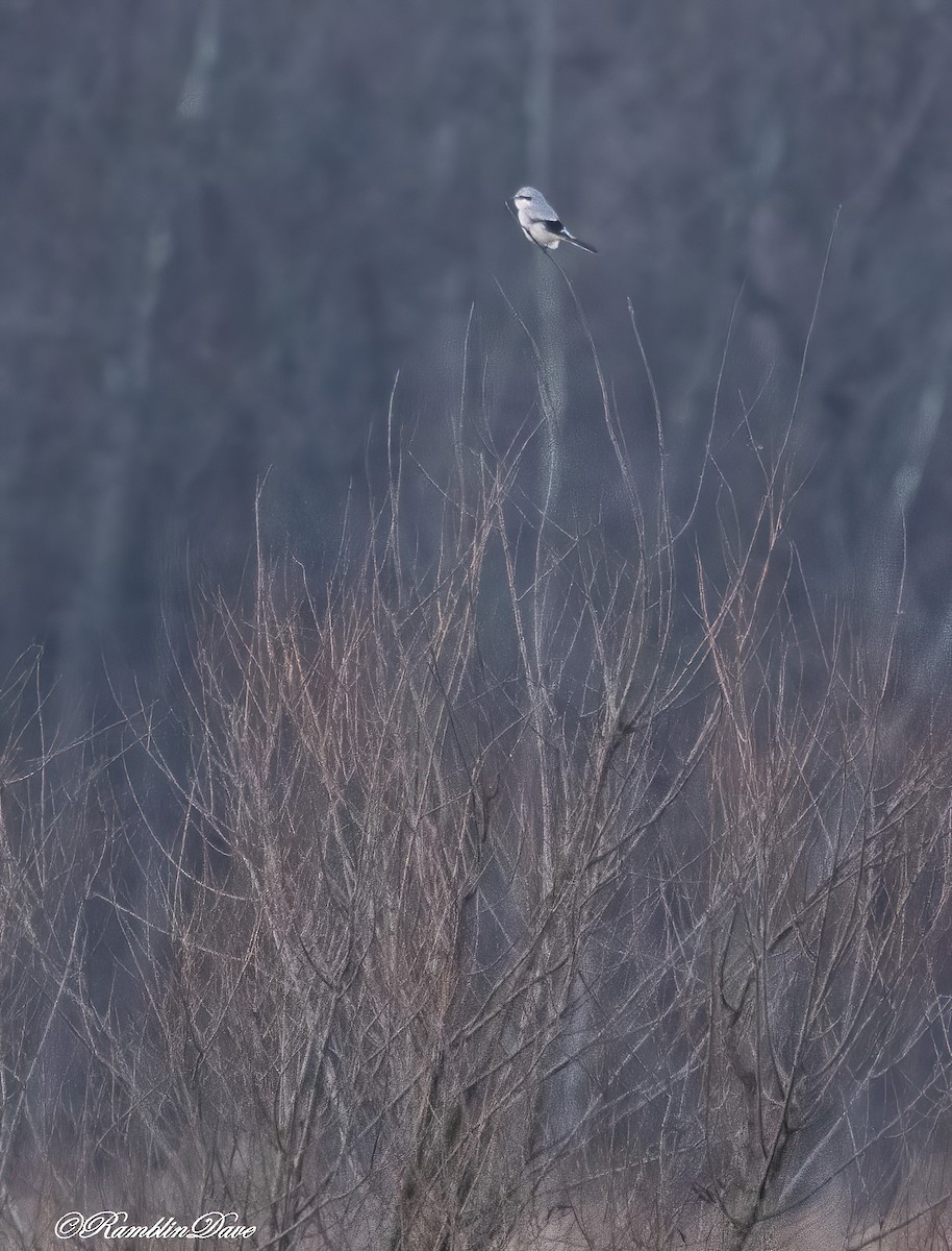 Northern Shrike - ML627077336
