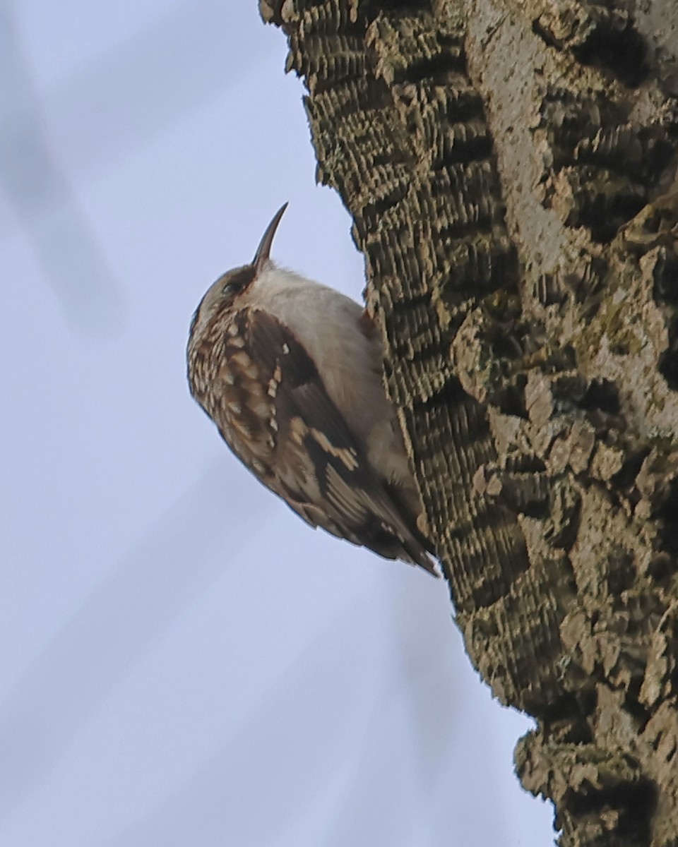 Brown Creeper - ML627077386