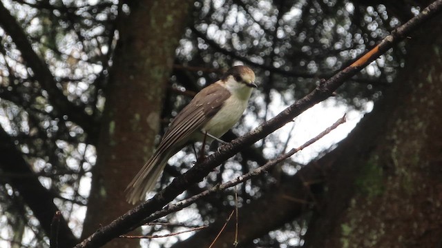 gråskrike - ML627077407
