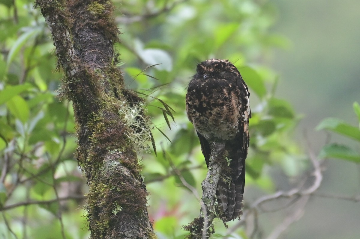 Andean Potoo - ML627077468