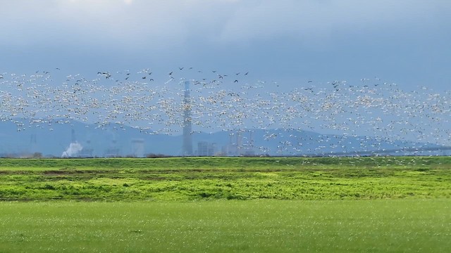 husa sněžní/bělostná - ML627077475