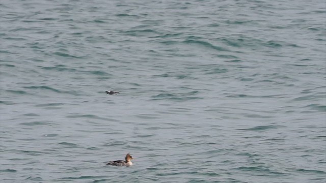 Océanite à queue fourchue - ML627077508