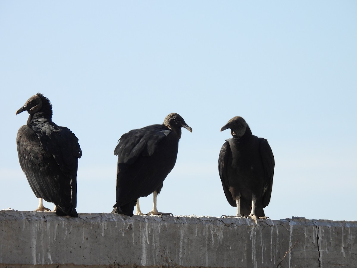 Zopilote beltza - ML627077536