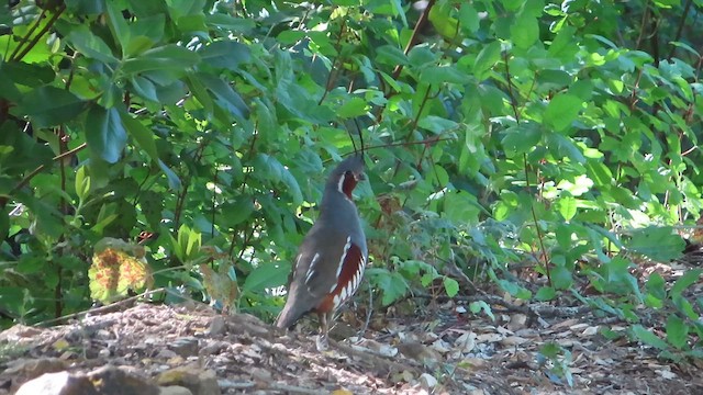 Mountain Quail - ML627077589