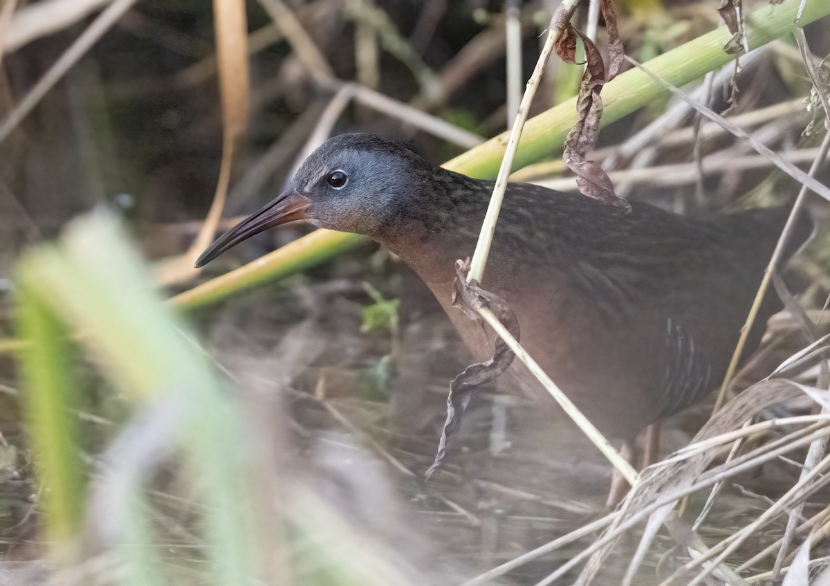 Virginia Rail - ML627077709