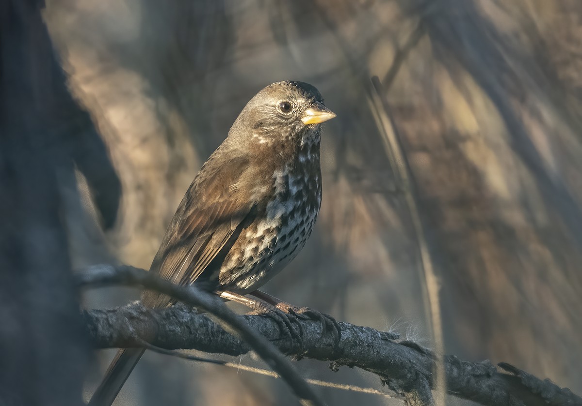 Fox Sparrow - ML627077711