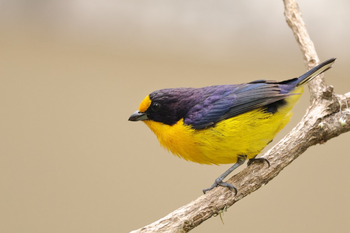 Violaceous Euphonia - ML627077717