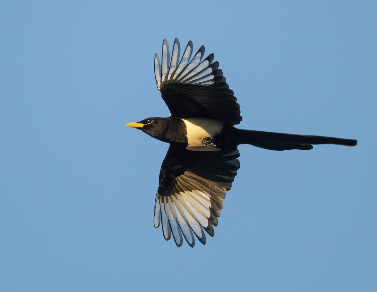 Yellow-billed Magpie - ML627077733