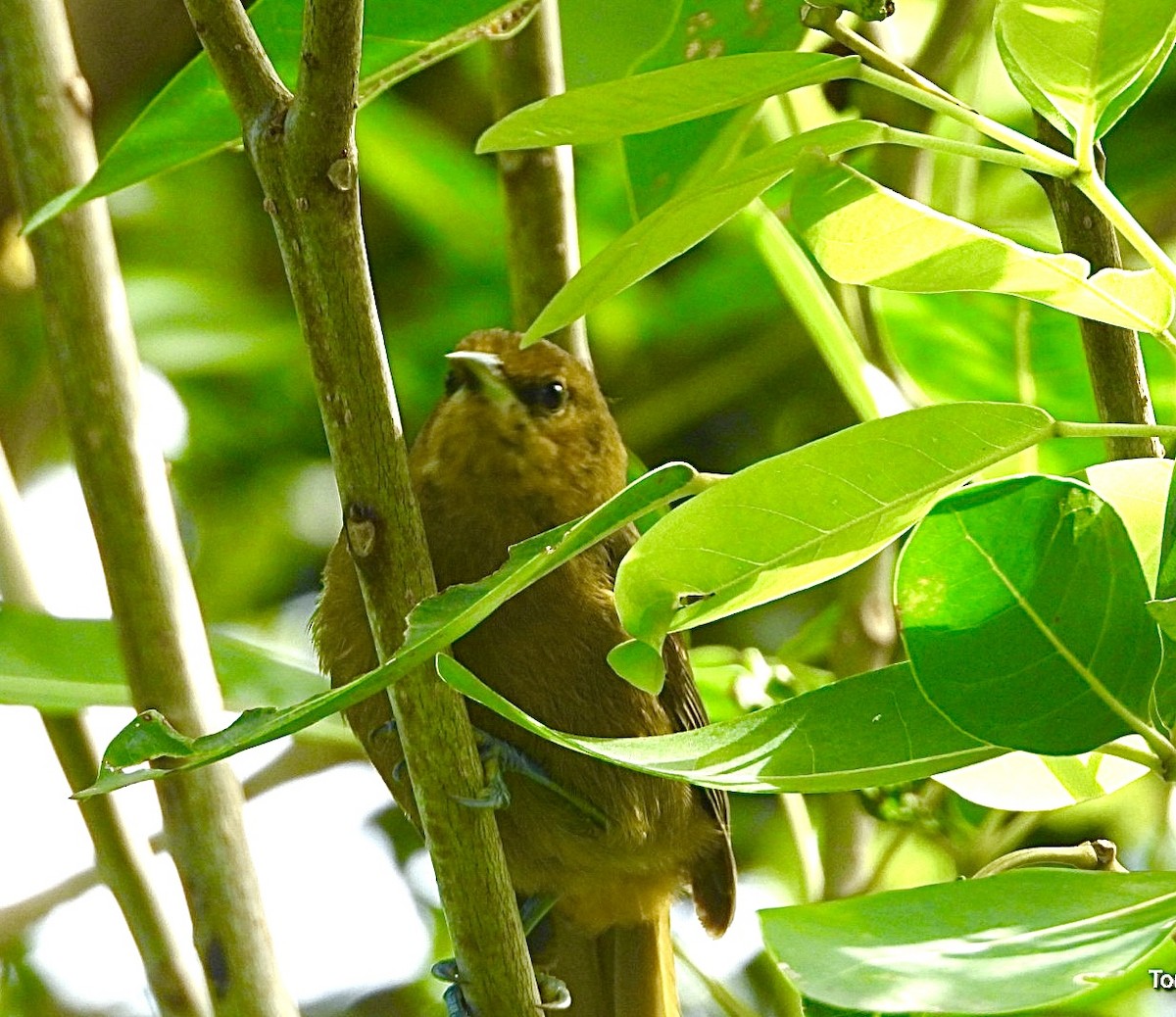 Montserrat Oriole - ML627077743