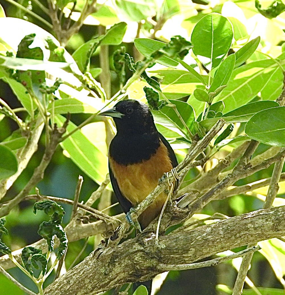 Montserrat Oriole - ML627077744