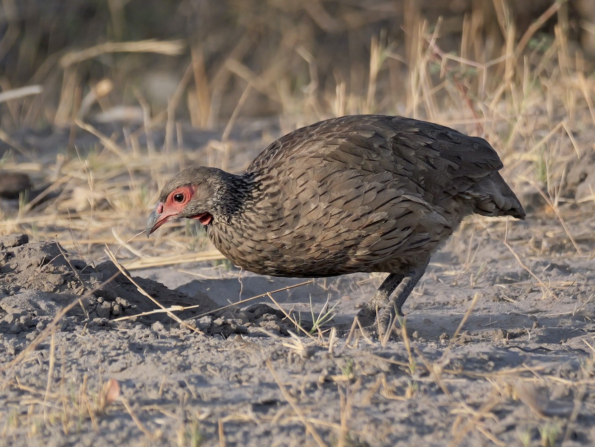 Swainson's Spurfowl - ML627077802