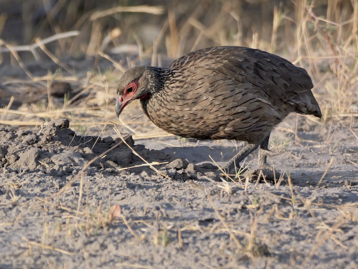 Swainson's Spurfowl - ML627077803