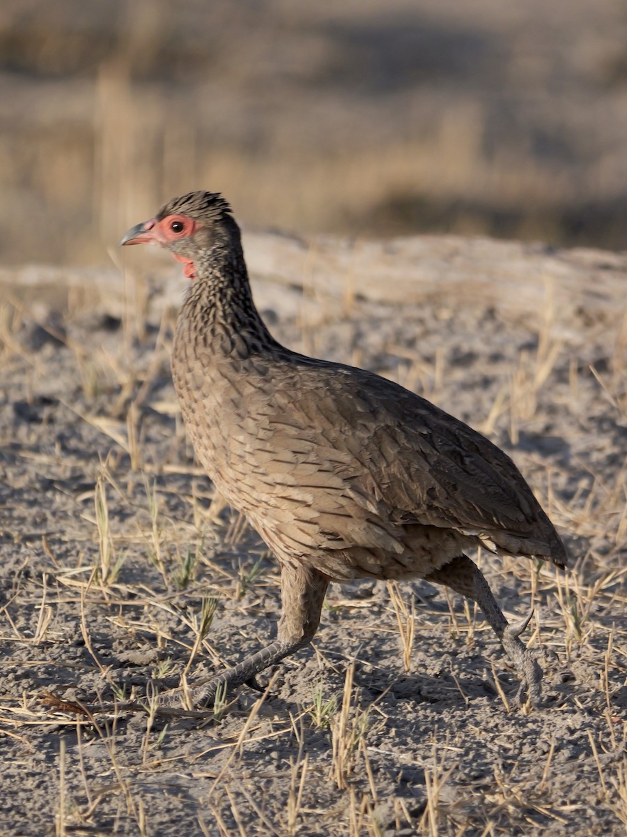 Swainson's Spurfowl - ML627077804