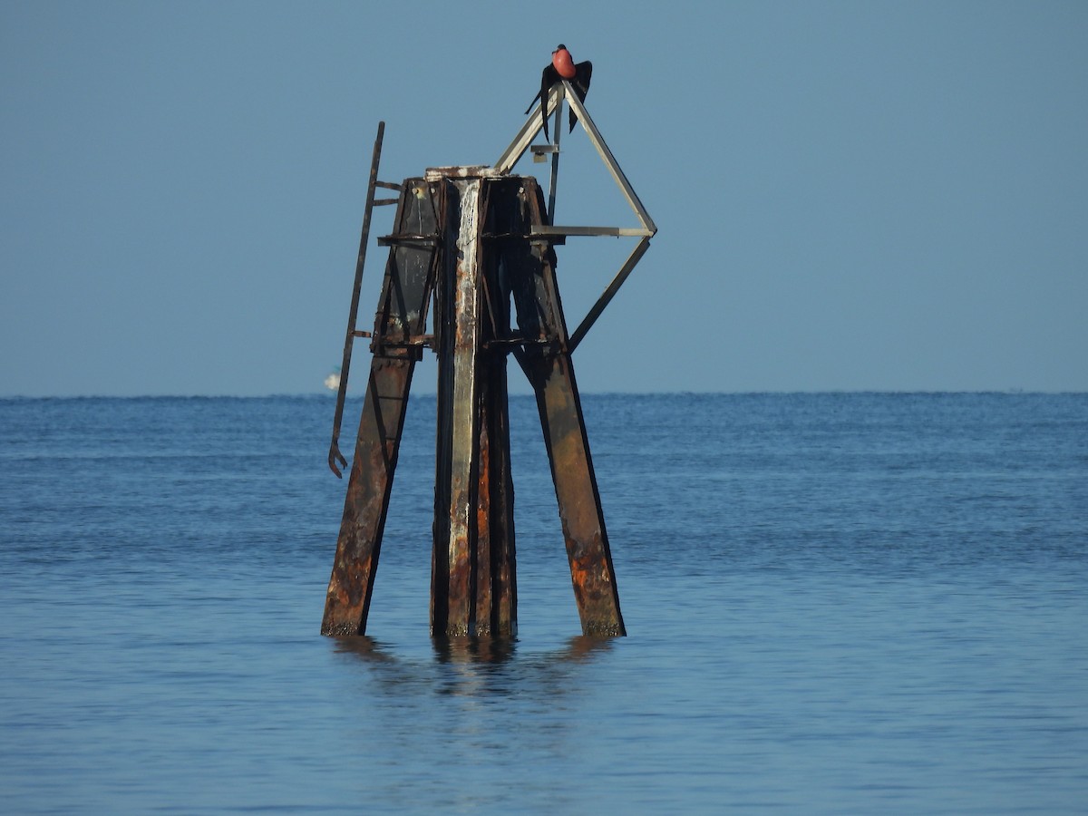 Magnificent Frigatebird - ML627077862