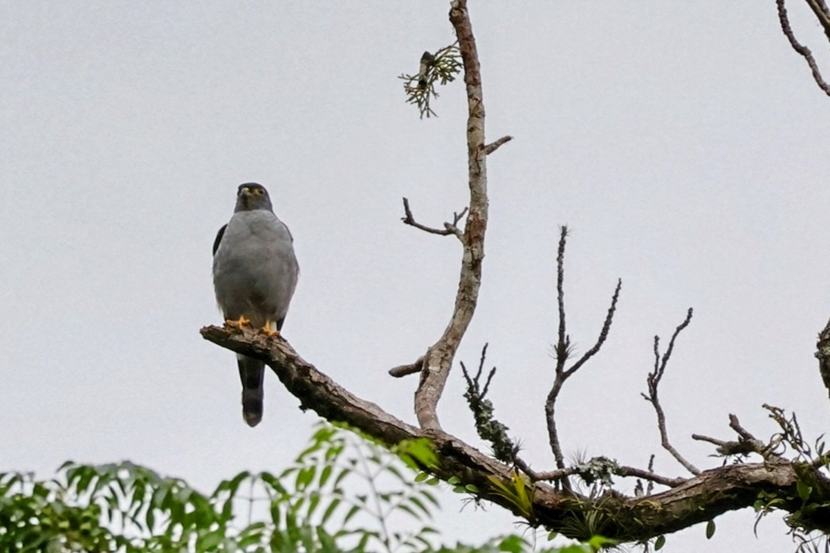 Rufous-thighed Kite - ML627077929