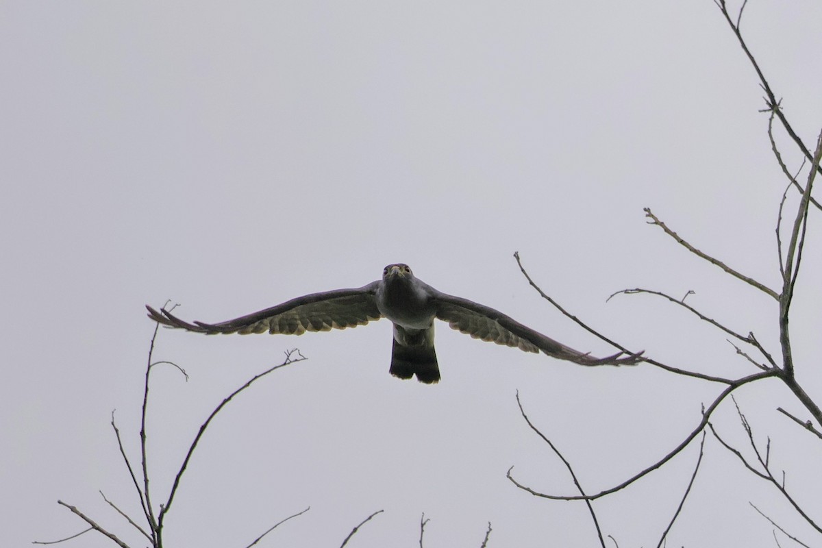 Rufous-thighed Kite - ML627077930