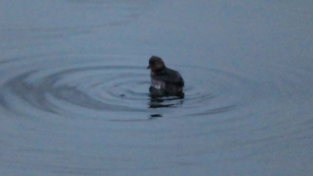 Cassin's Auklet - ML627077988