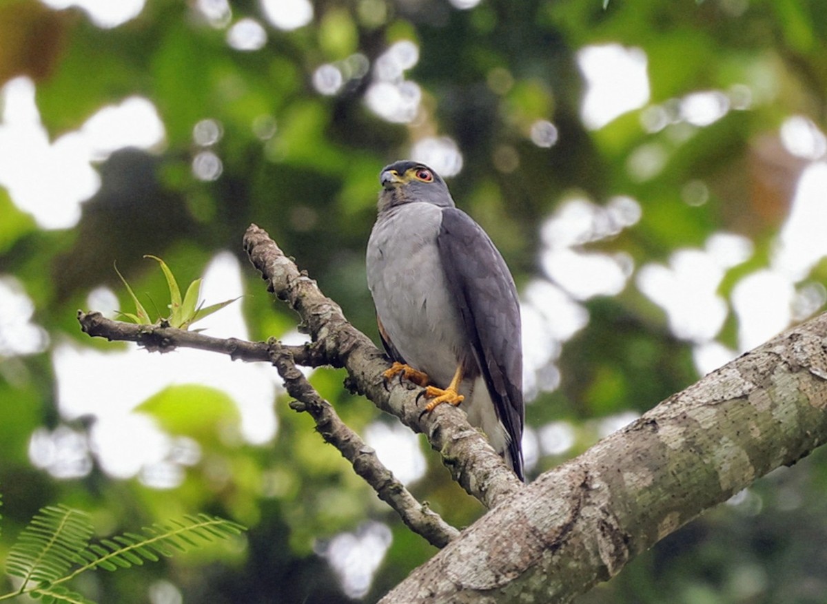 Rufous-thighed Kite - ML627078027