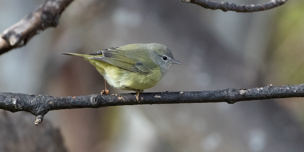 Orange-crowned Warbler - ML627078031