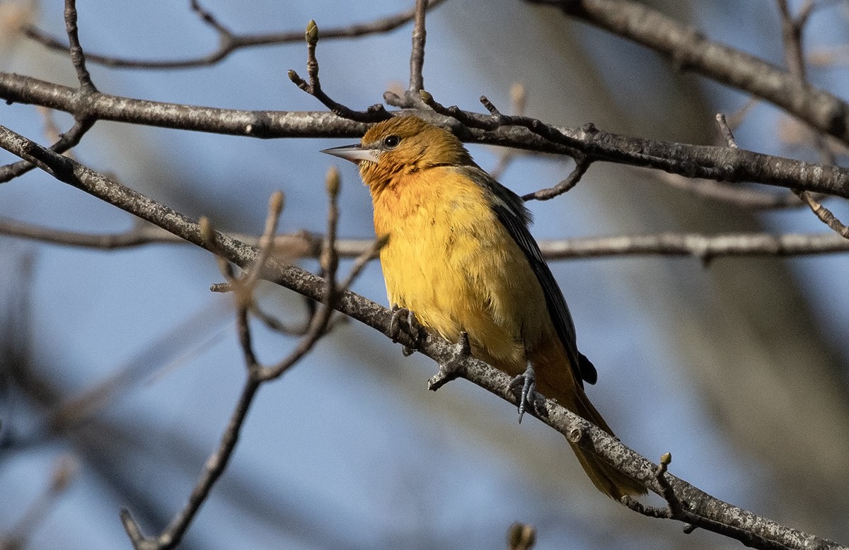 Baltimore Oriole - ML627078038