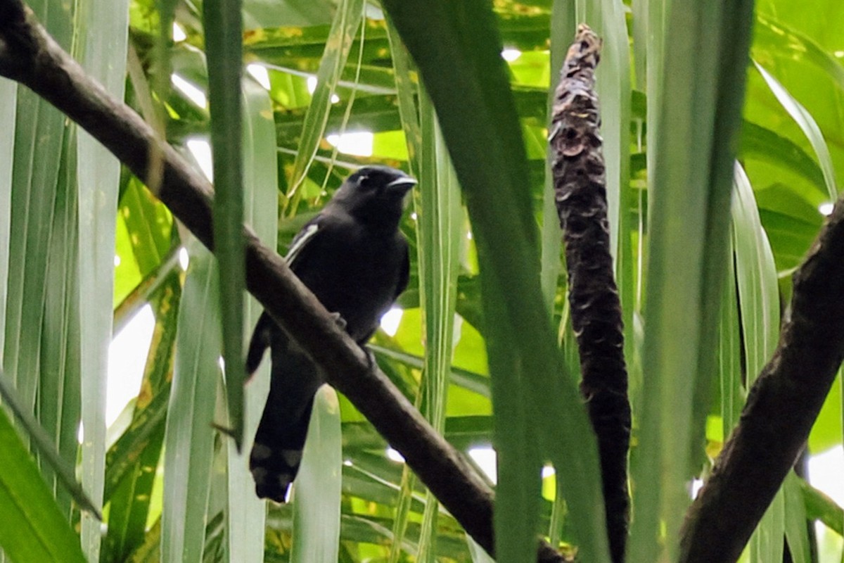 White-winged Becard - ML627078061