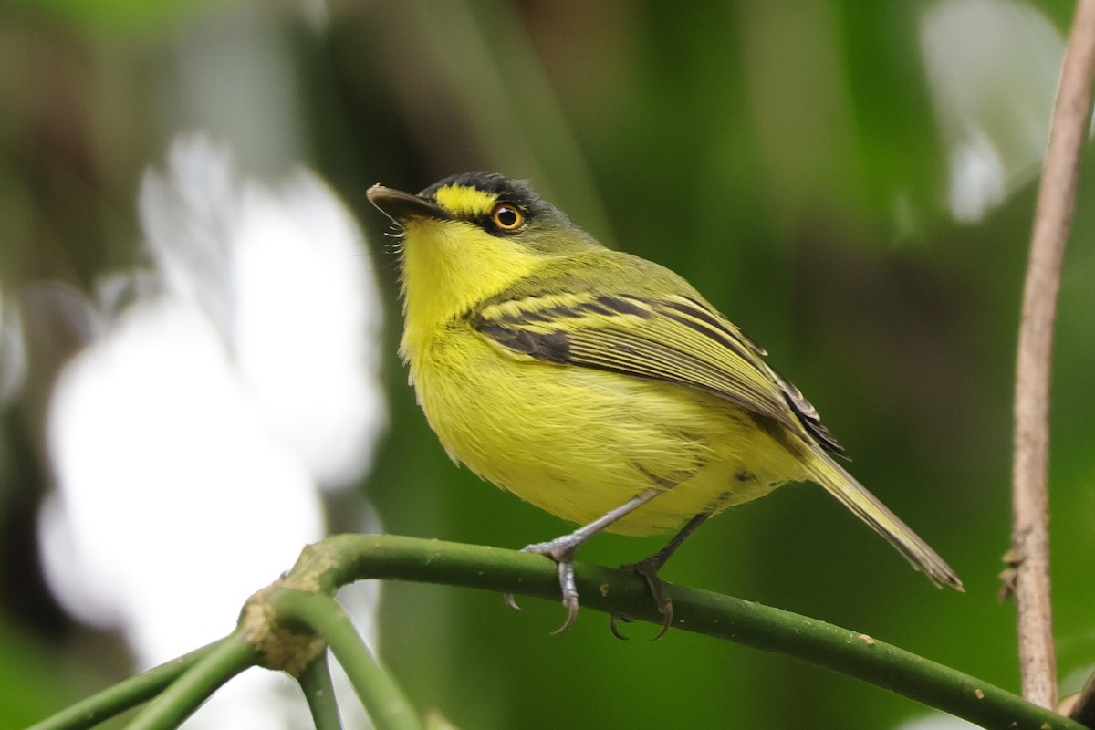 Gray-headed Tody-Flycatcher - ML627078070