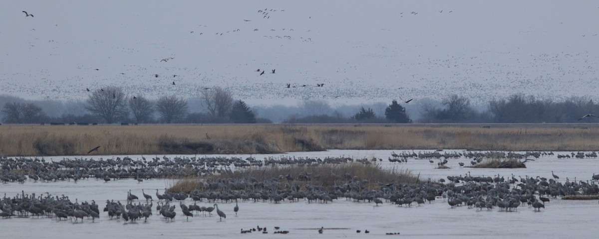 Sandhill Crane - ML627078090