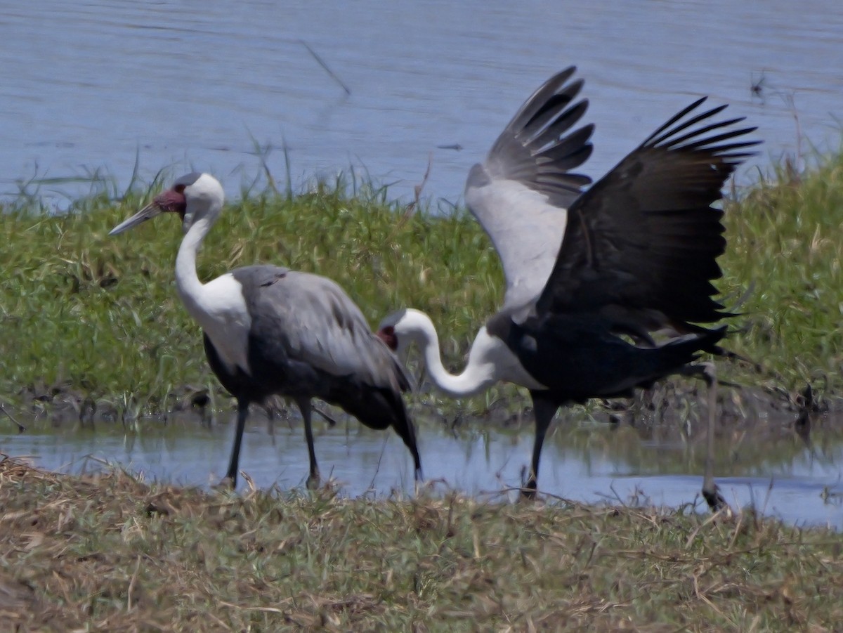 Wattled Crane - ML627078194