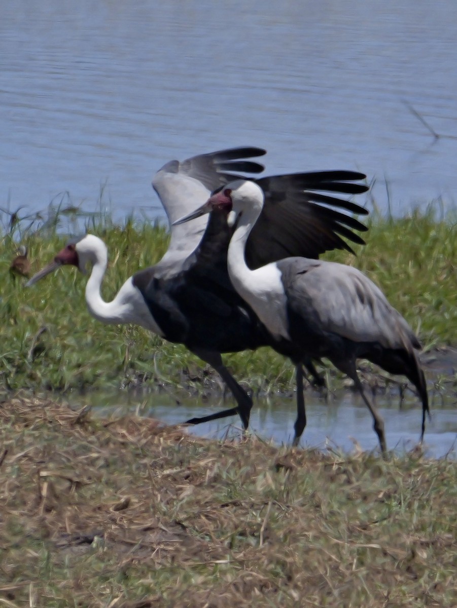 Wattled Crane - ML627078195