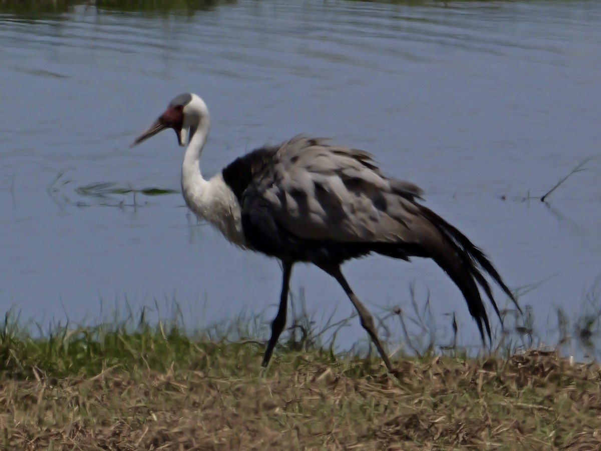 Wattled Crane - ML627078196