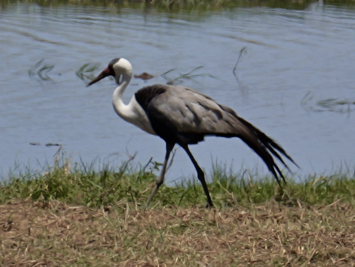 Wattled Crane - ML627078197