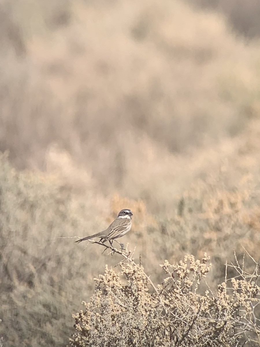 Sagebrush Sparrow - ML627078248