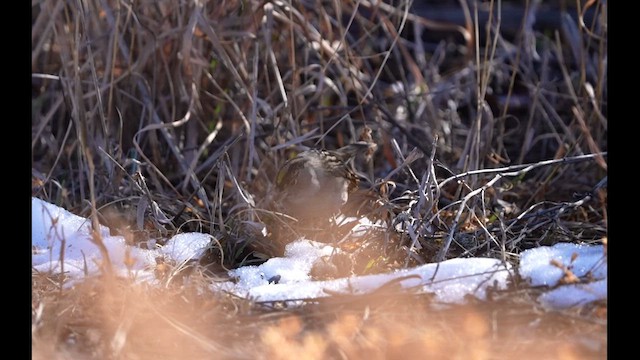 Golden-crowned Sparrow - ML627078415