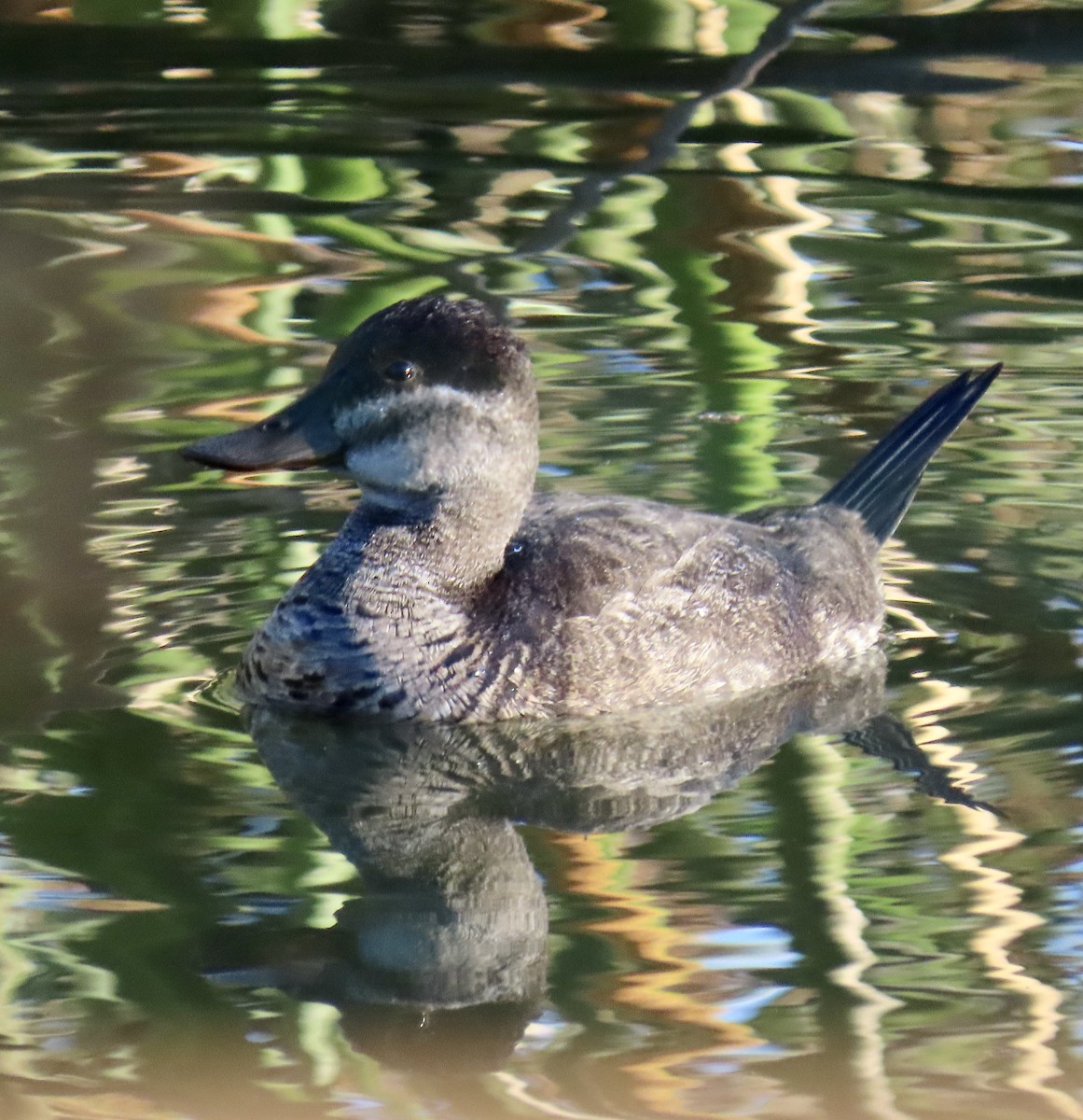 Ruddy Duck - ML627078442