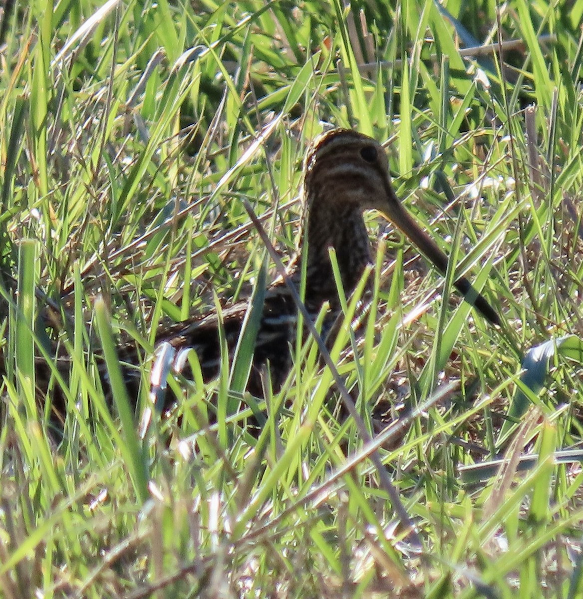 Wilson's Snipe - ML627078462