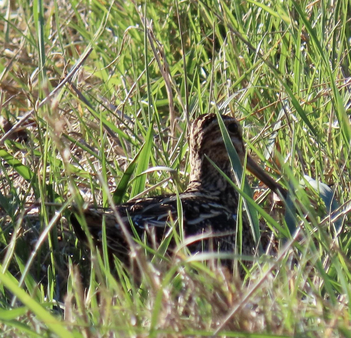 Wilson's Snipe - ML627078463