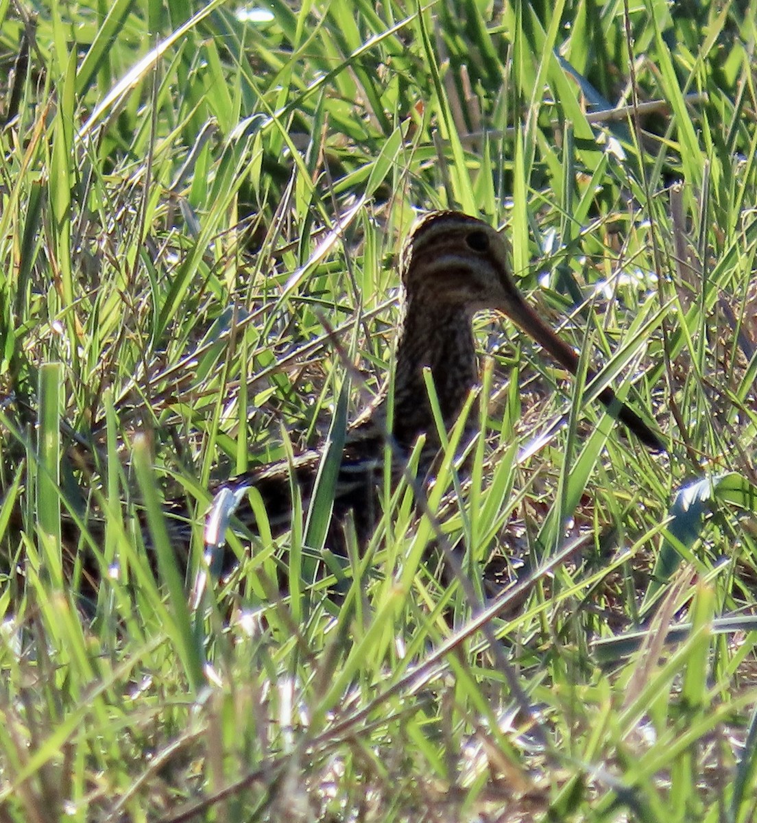 Wilson's Snipe - ML627078464