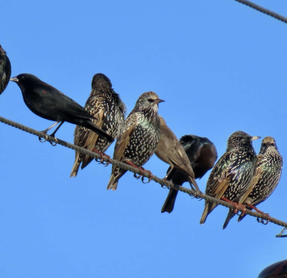 European Starling - ML627078485