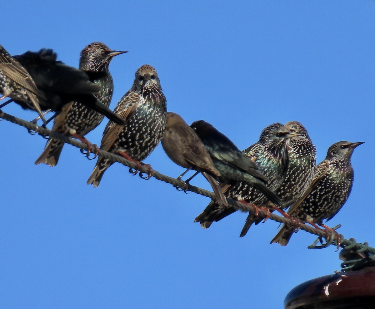 European Starling - ML627078486
