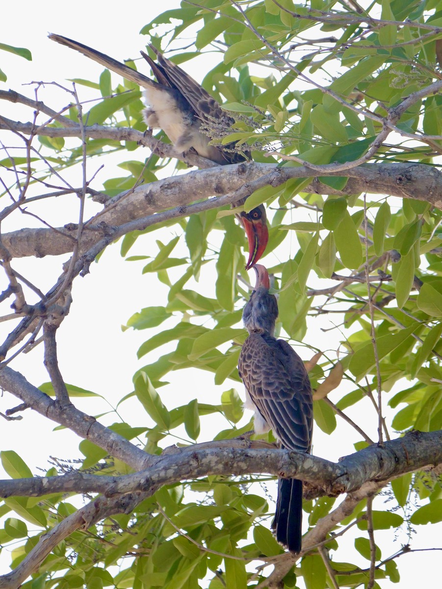 Bradfield's Hornbill - ML627078488